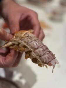 jumbo Mantis Shrimp Live Seafood Shipped with Oxygen Packs photo review