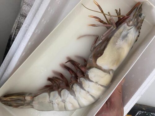Colossal Black Tiger Prawns photo review
