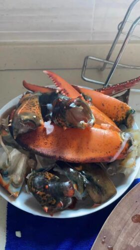 Live Maine Lobster photo review