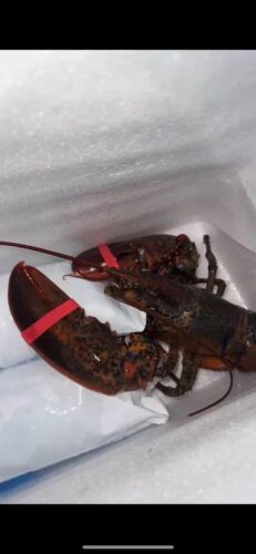 Live Maine Lobster photo review