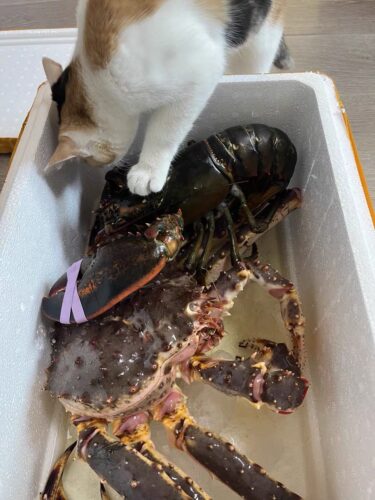 Live Maine Lobster photo review