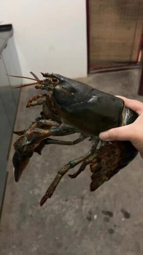 Live Maine Lobster photo review