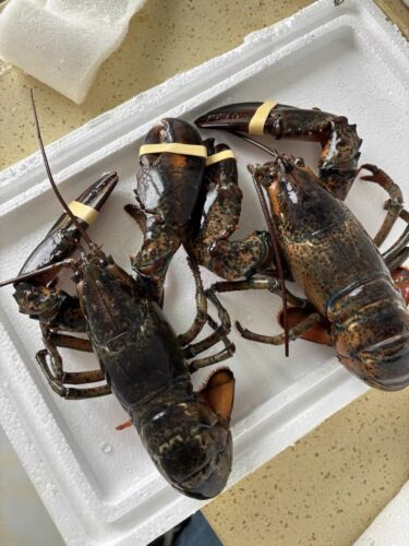 Live Maine Lobster photo review