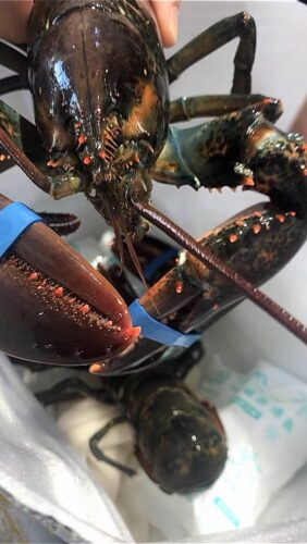 Live Maine Lobster photo review