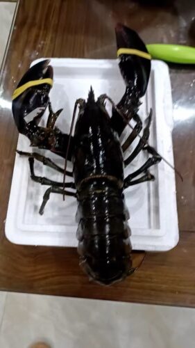 Live Maine Lobster photo review